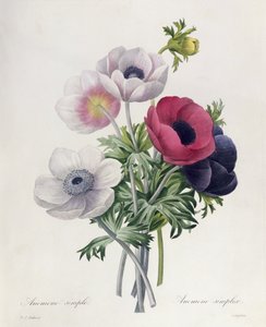 Anemone: Enkel, fra 